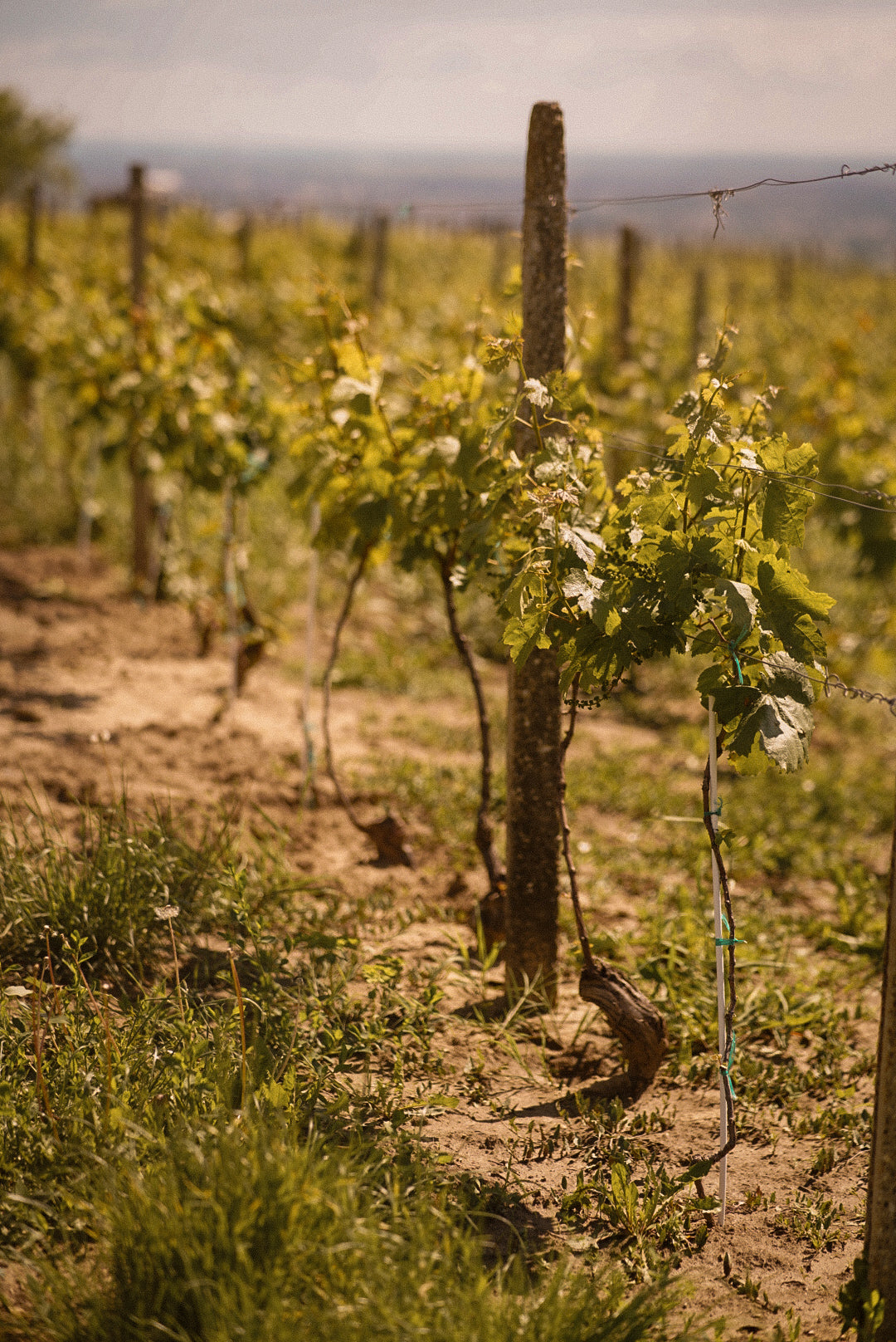 Picture of a wineyard